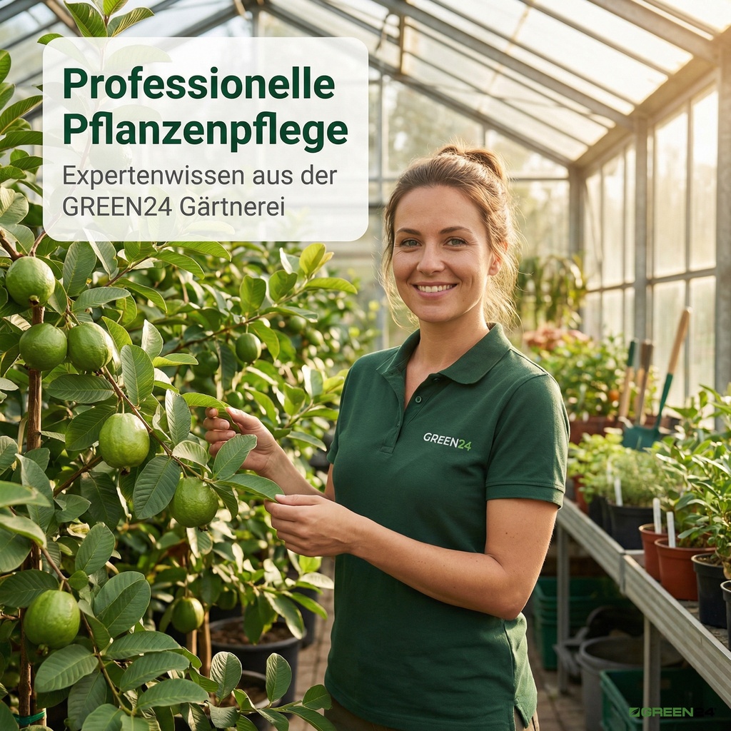 Dünger für Guaven, Professionelle Pflanzenpflege