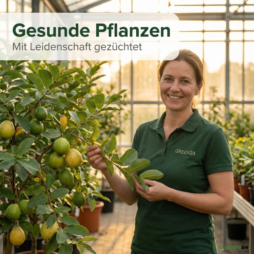 düngen von Guaven, gesunde Pflanzen Mit Leidenschaft gezüchtet