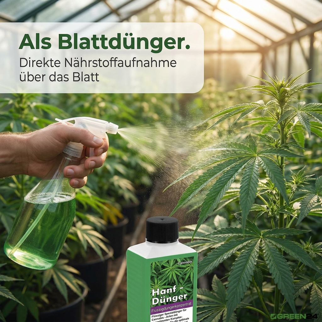 Blattdüngung mit dem Hanf-Dünger: Eine Hanfpflanze wird besprüht, um Nährstoffe direkt über das Blatt aufzunehmen.
