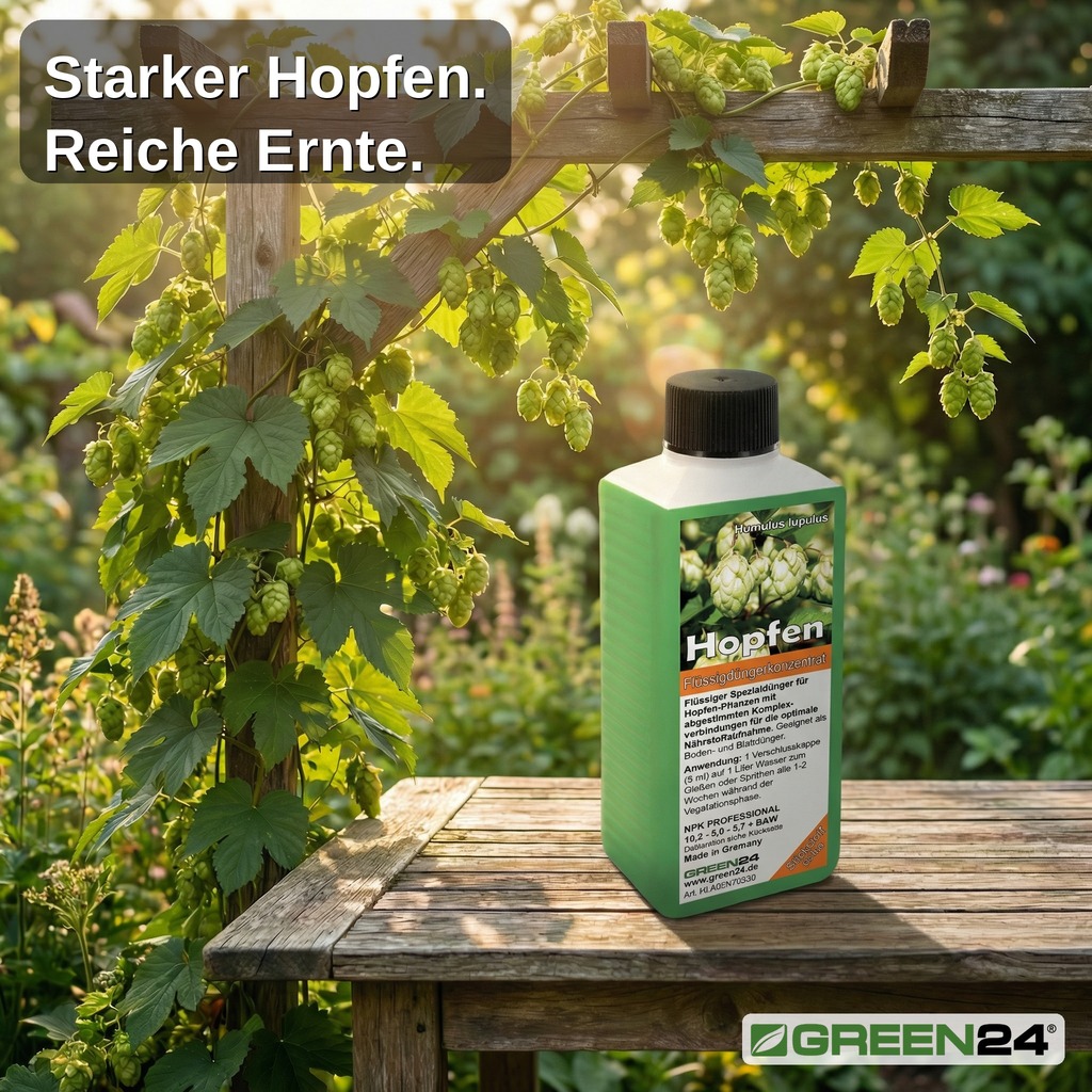 Hopfen-Dünger Flüssigdüngerkonzentrat mit üppigen Hopfenpflanzen (Humulus lupulus) und Hopfendolden