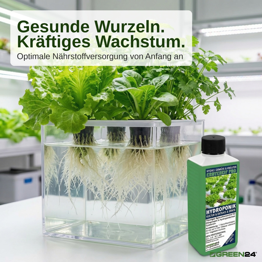 Hydroponik-System zeigt gesunde weiße Wurzeln mit GREEN24 Hydro-Erntereif Nährlösung – optimale Nährstoffversorgung