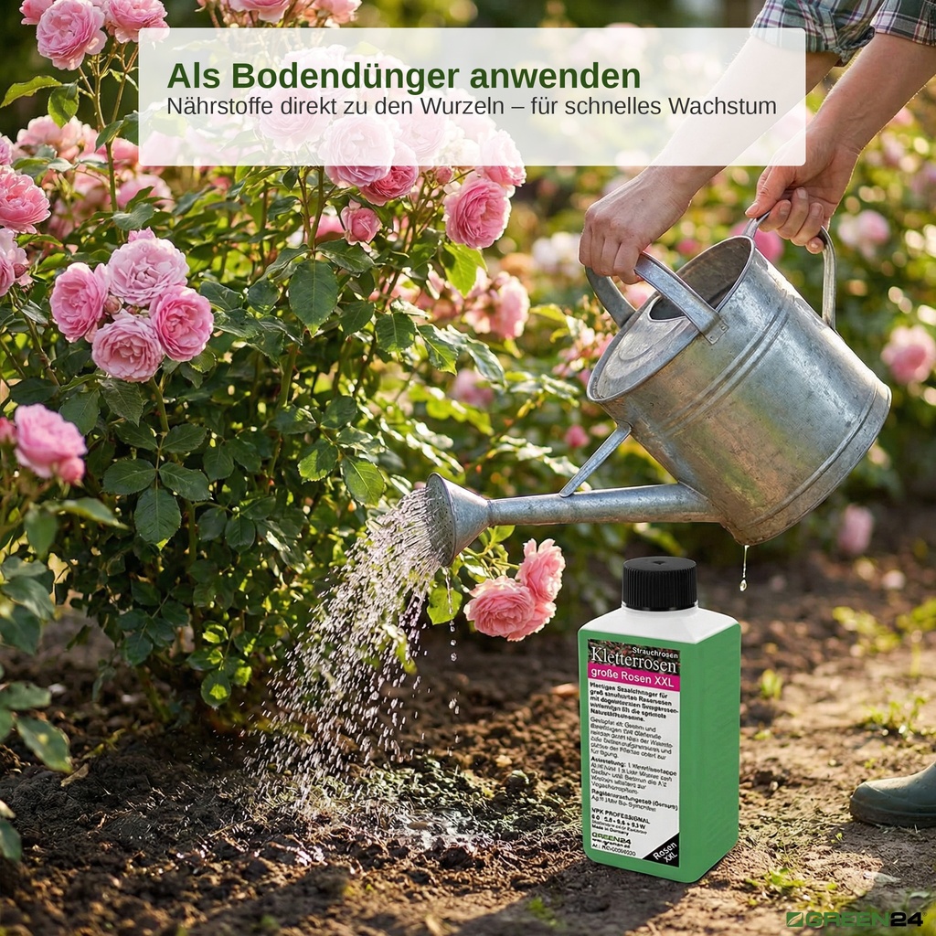 Düngung der Wurzeln für blühende Strauchrosen mit einer Gießkanne