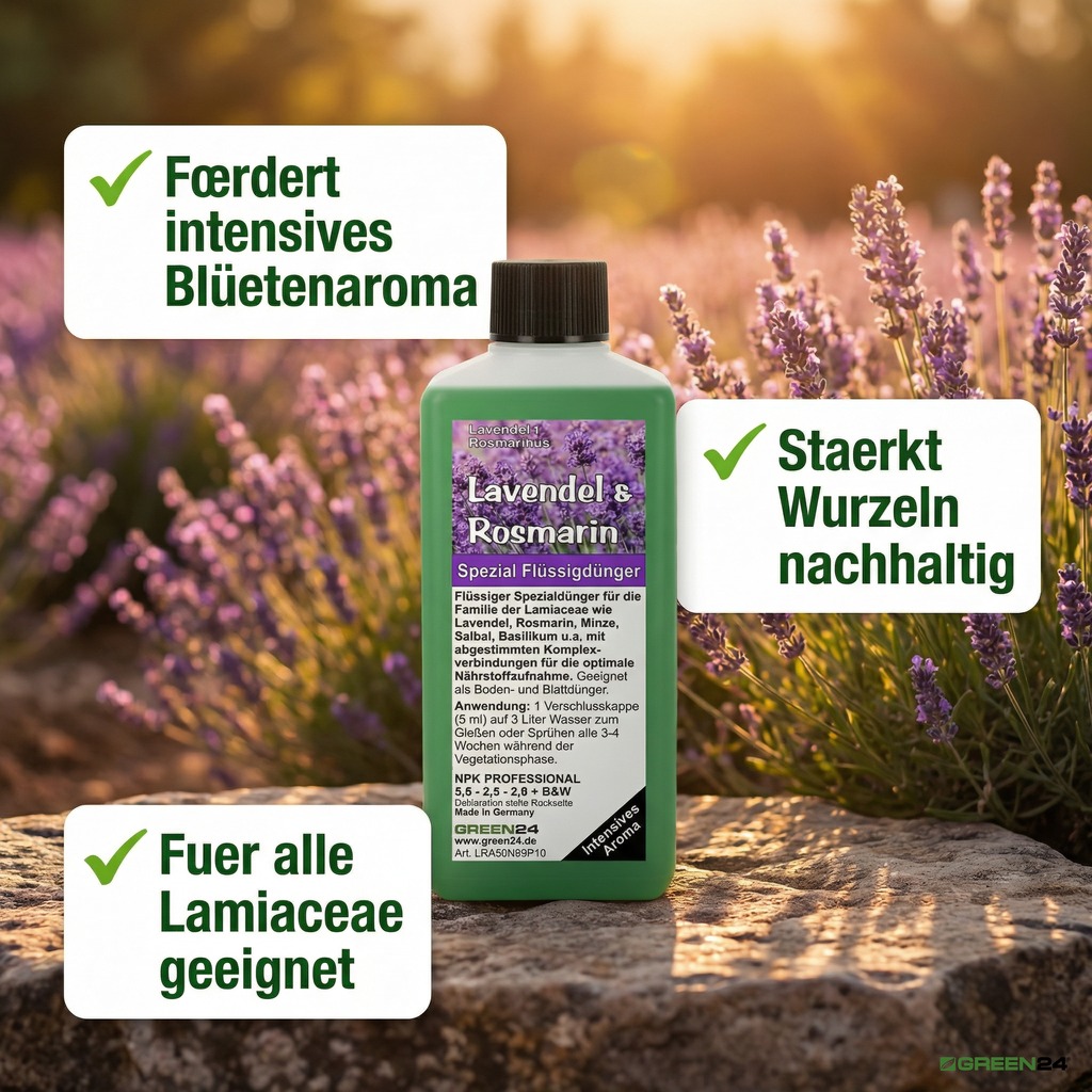 Lavendel & Rosmarin Spezial Flüssigdünger im Lavendelfeld für das Blütenaroma und Wurzelstärkung