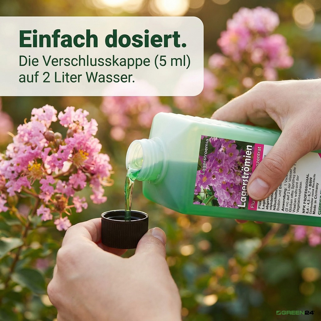 dosieren des Lagerströmien Dünger in Verschlusskappe bei blühender Kräuselmyrte