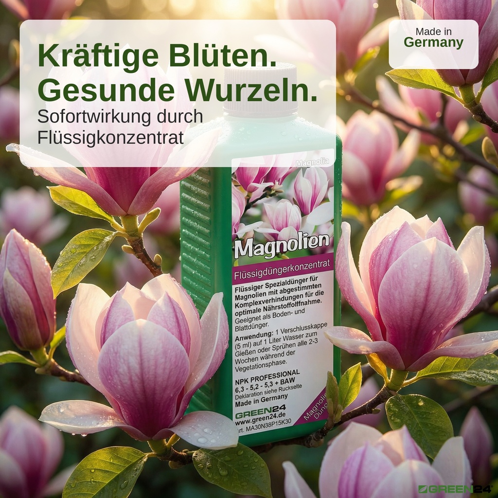Magnolien-Flüssigdünger, Magnolia mit kräftigen rosa Magnolien-Blüten