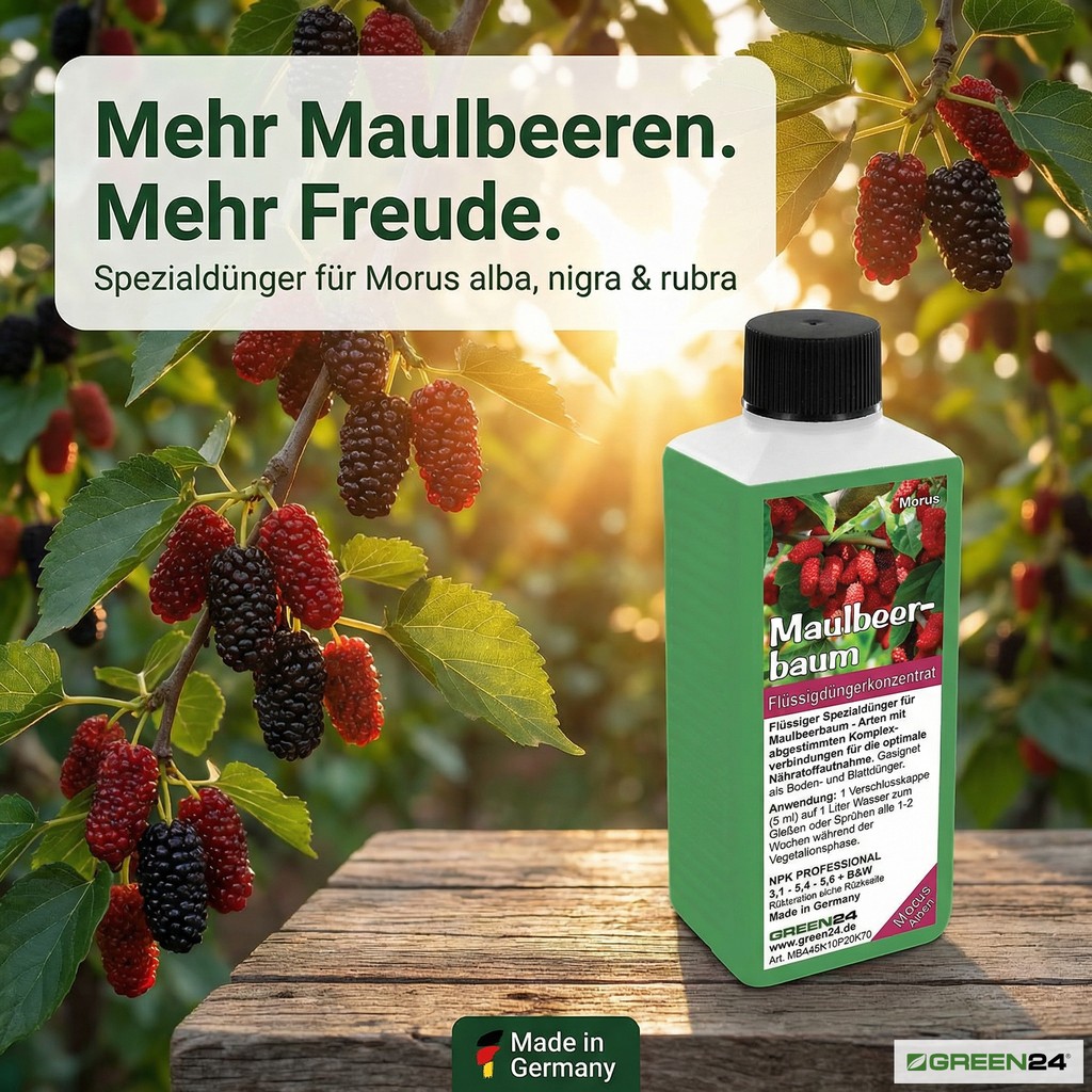 Maulbeerbaum-Dünger - Nahaufnahme eines Zweiges mit saftigen, reifen Maulbeeren. 