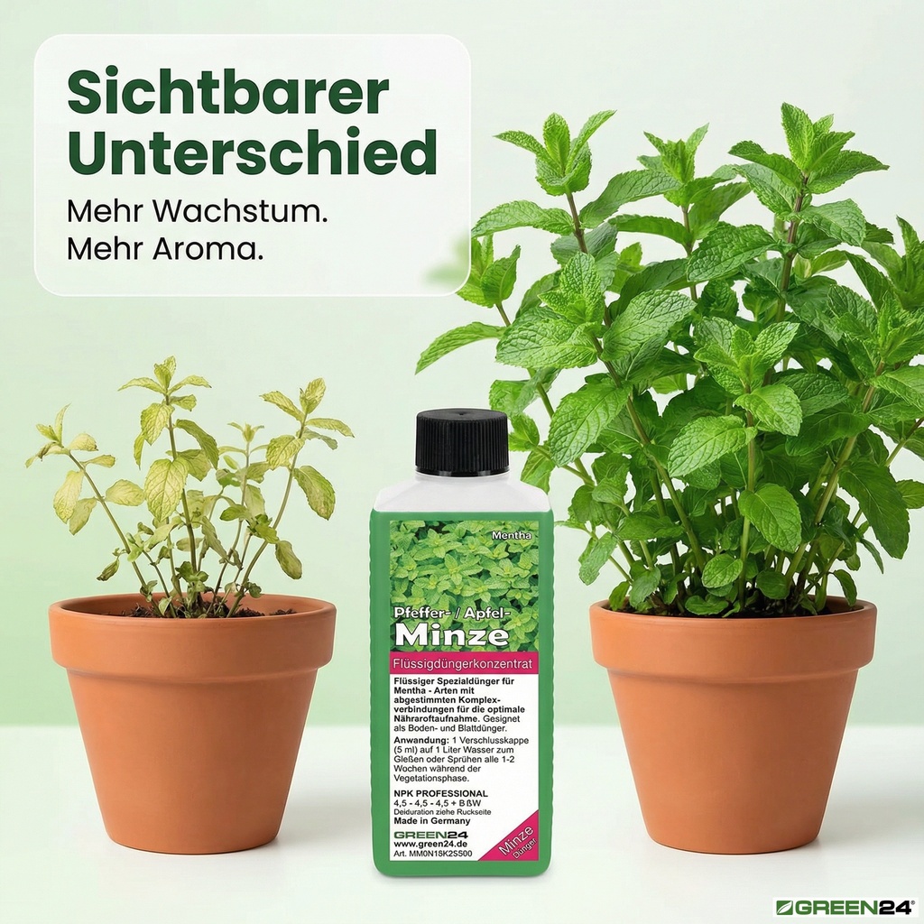 Minze-Dünger vorher - nachher, blasse Minze wird in eine große, kräftige Pflanze verwandelt.