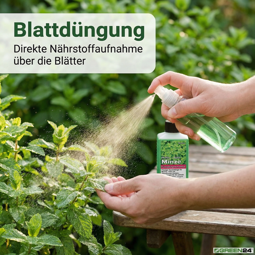 Blattdüngung mit dem GREEN24 Minze-Dünger: Eine Sprühflasche benetzt die Blätter einer Minzpflanze für direkte Nährstoffaufnahme.