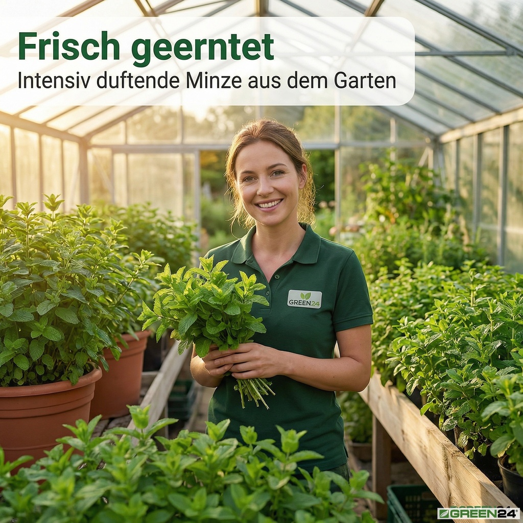 Ernte frischer Minze.
