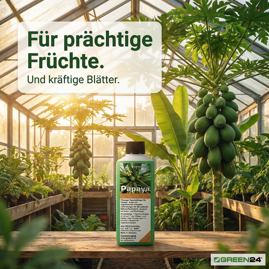 Gewächshaus mit großen Carica papaya Bäumen voller Früchte – Flüssigdünger für prächtige Früchte und kräftige Blätter