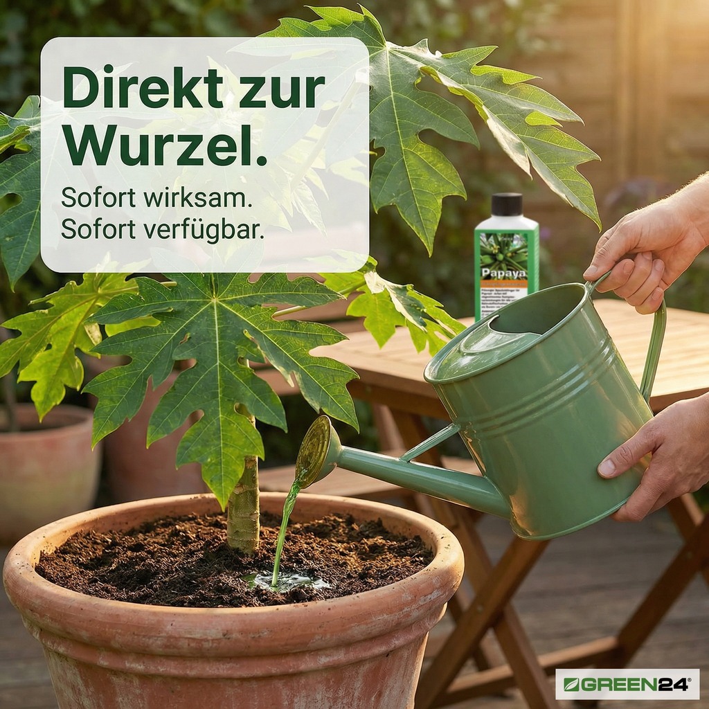 Carica papaya Pflanze im Kübel mit Papaya-Dünger aus der Gießkanne – sofort wirksame Nährstoffversorgung