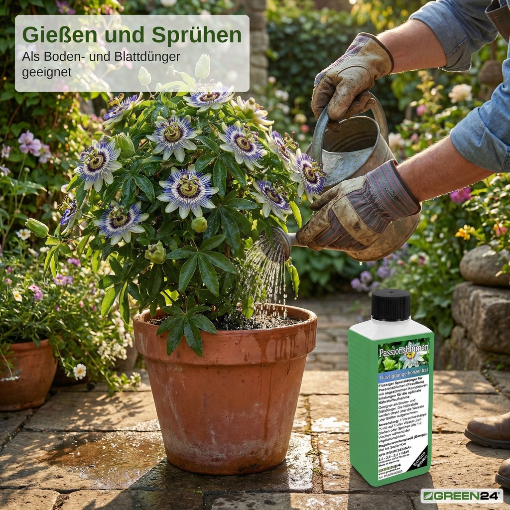 Passionsblumen-Dünger Anwendung: Passiflora-Kübelpflanze