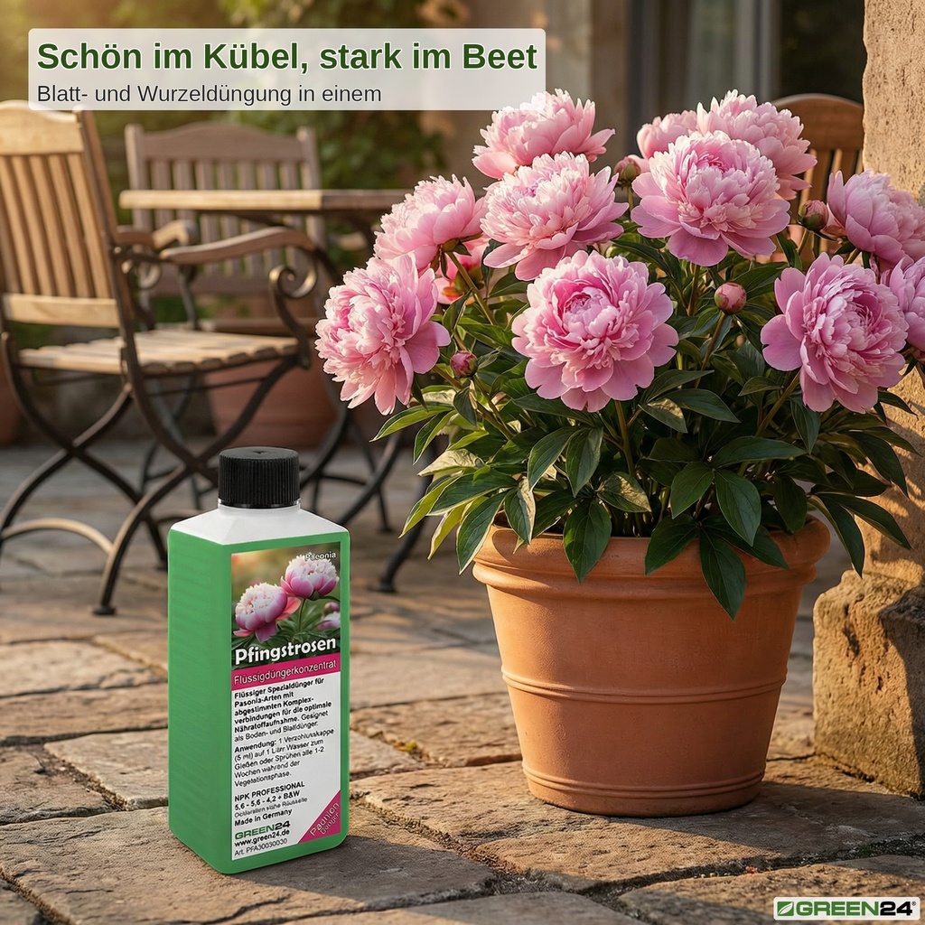 Pfingstrosen-Dünger für eine prächtige Pfingstrose im Kübel.