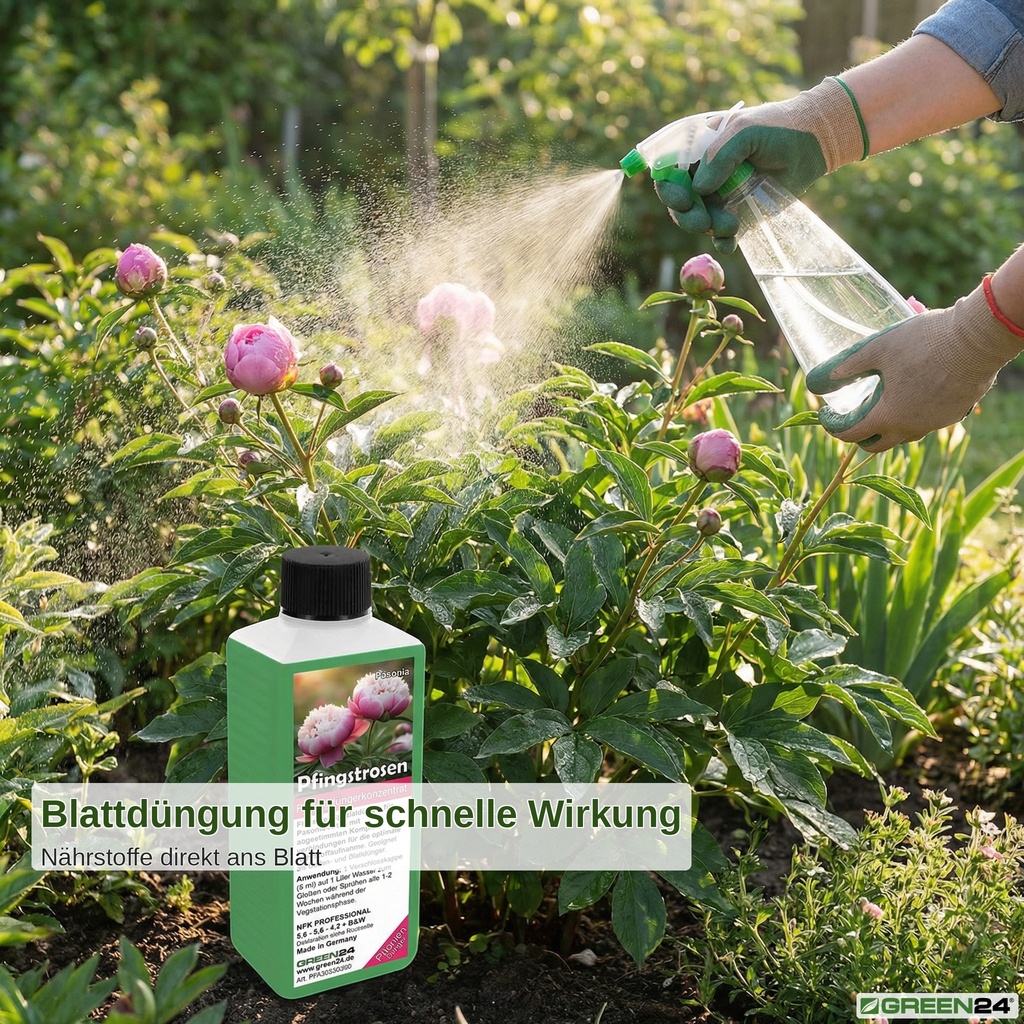 Pfingstrosen-Dünger: Pfingstrosenblätter werden mit einer Sprühflasche für schnelle Nährstoffaufnahme besprüht.
