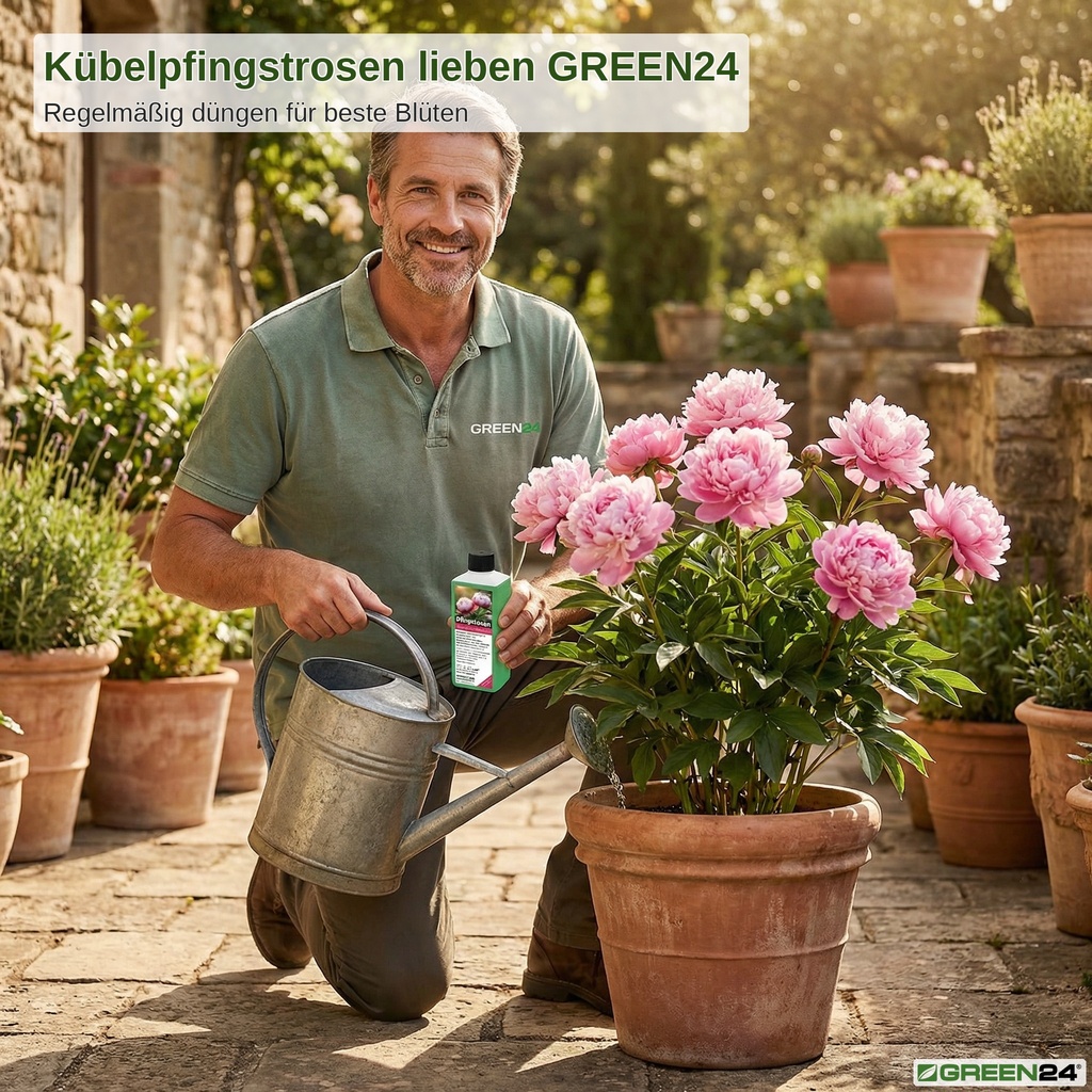 Pfingstrose im Kübel zeigt die Wirkung des Düngers.