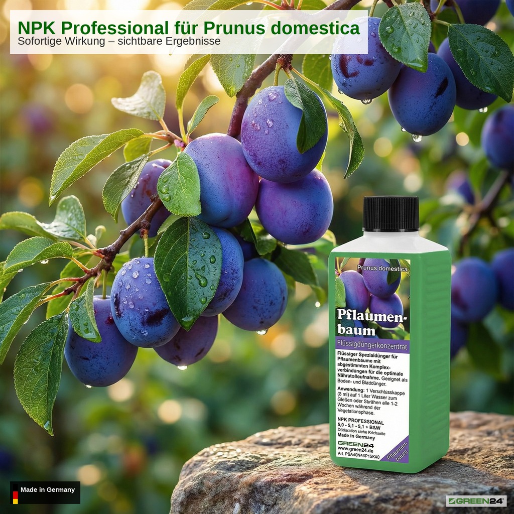 Pflaumenbaum-Dünger für einen besser blühenden Pflaumenbaum im Frühling mit weißen Blüten und Frühlingsblumen – Spezialdünger für Prunus domestica, Volle Blüte, reiche Ernte