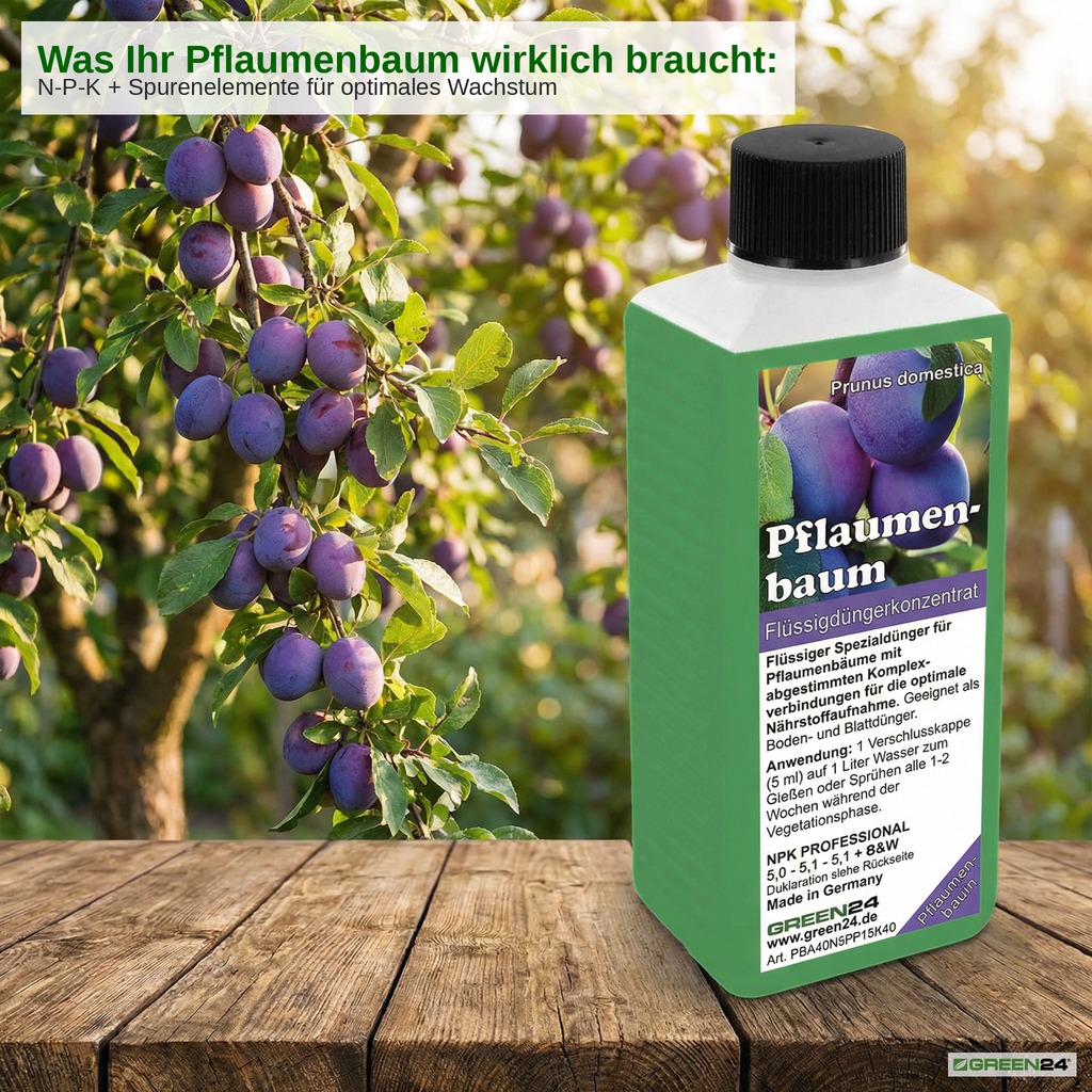 Pflaumenbaum-Dünger. Nahaufnahme reifer Pflaumen am Ast – N-P-K plus Spurenelemente für optimales Wachstum von Prunus domestica