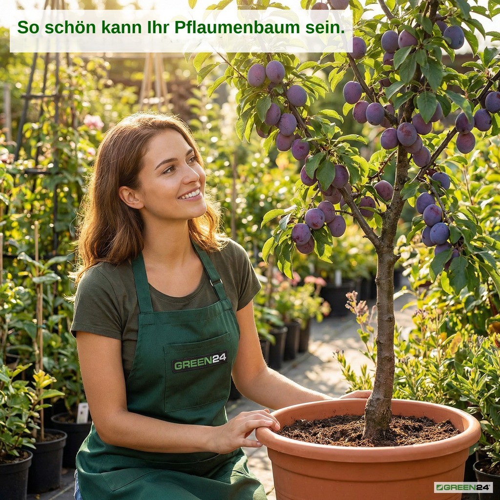 Pflaumen-Dünger Pflaumenbaum im Terrakotta-Kübel – So schön kann Ihr Pflaumenbaum sein