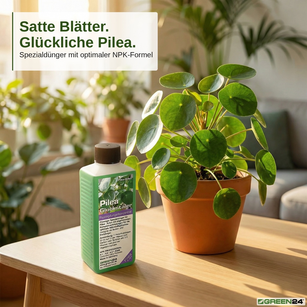 Pilea-Dünger für üppige Pilea peperomioides