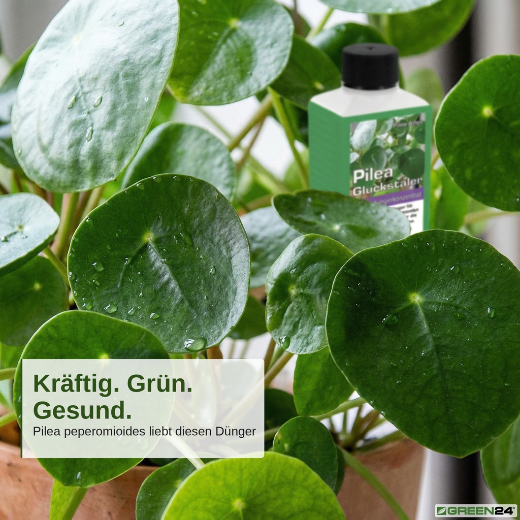 Nahaufnahme von gesunden, runden Pilea-Blättern mit dem GREEN24 Pilea-Dünger