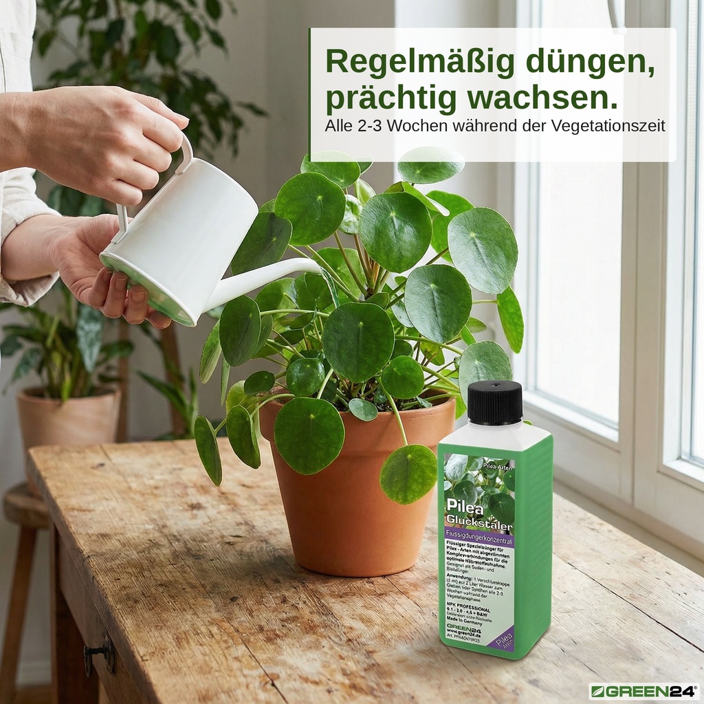 Eine Pilea peperomioides wird mit der Gießkanne und dem verdünnten Pilea-Dünger gegossen.