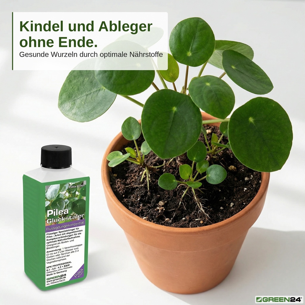 Gesunde Wurzeln und zahlreiche Ableger (Kindel) einer Pilea-Pflanze, gepflegt mit dem Pilea-Dünger.