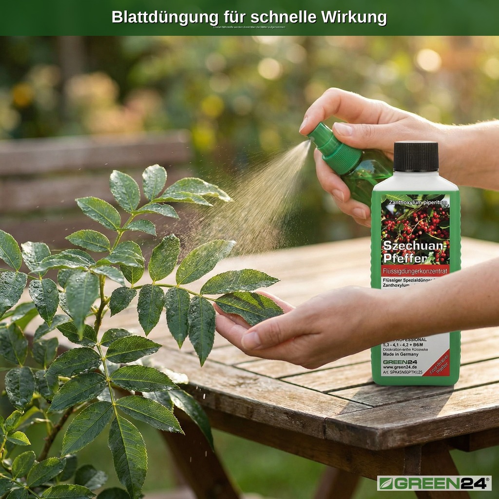 Blattdüngung einer Szechuan-Pfeffer-Pflanze mit einer Sprühflasche. Benetzung mit Szechuan-Pfeffer-Dünger.