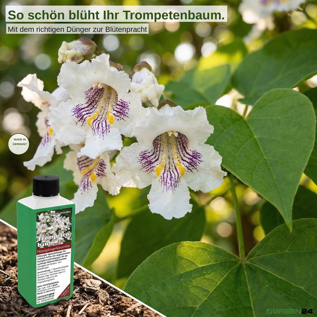 So schön blüht Ihr Trompetenbaum.