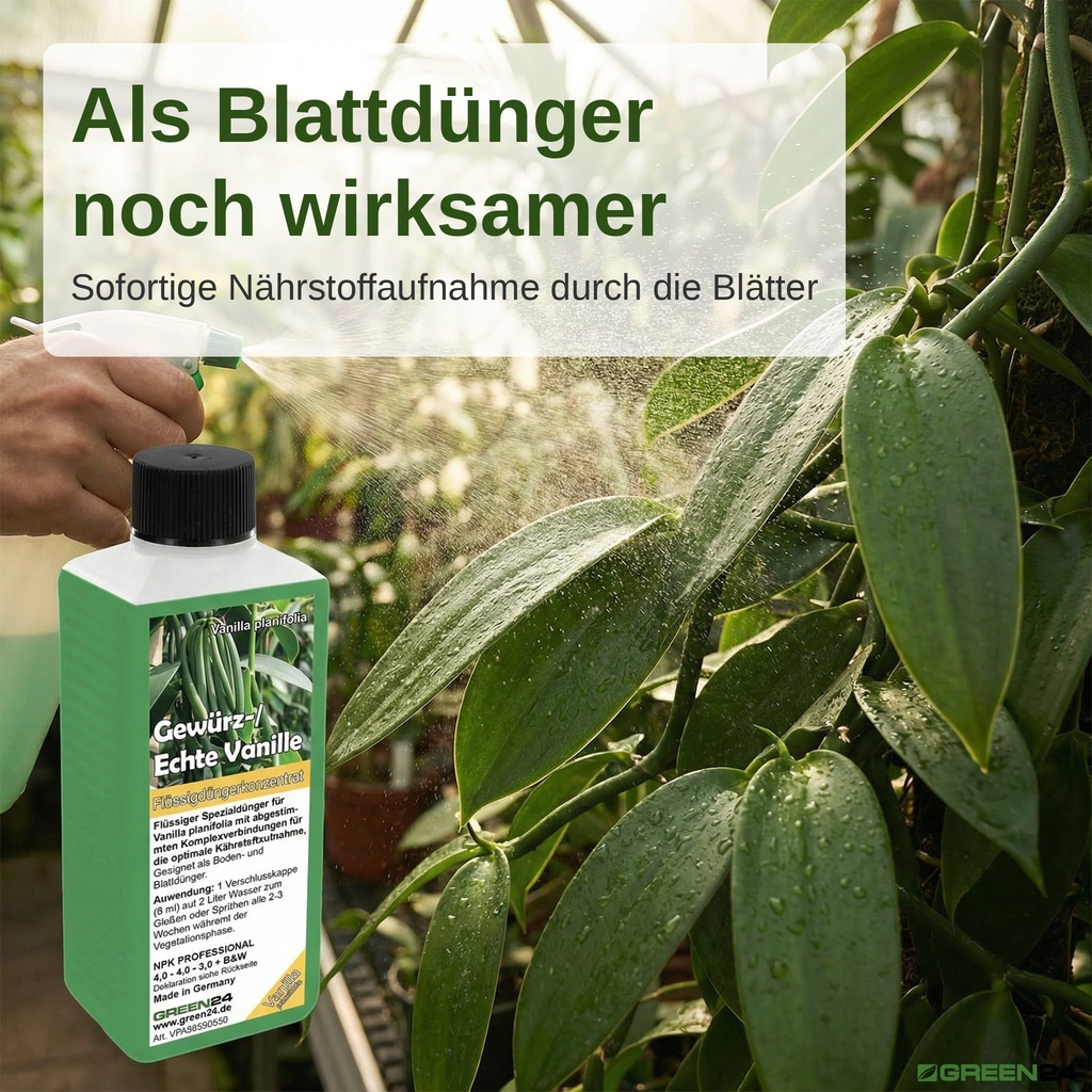 Blattdüngung einer üppigen Vanilla planifolia Pflanze mit Sprühflasche, GREEN24 Vanille-Flüssigdünger als Blattdünger, sofortige Nährstoffaufnahme