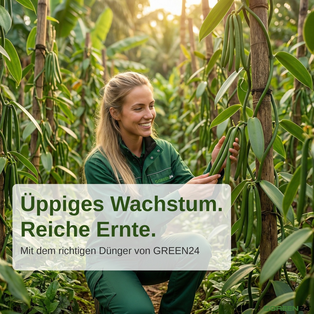 Üppige Vanilla planifolia Pflanzen mit langen grünen Schoten, Vanille-Flüssigdünger für optimales Wachstum