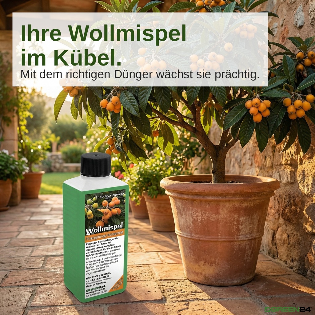 Wollmispel-Dünger für einen prächtigen Wollmispelbaum im Kübel