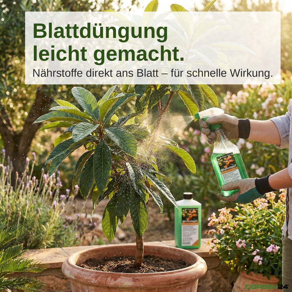 Blattdüngung leicht gemacht. Blätter eines Wollmispelbaums mit dem verdünnten Wollmispel-Dünger besprühen.