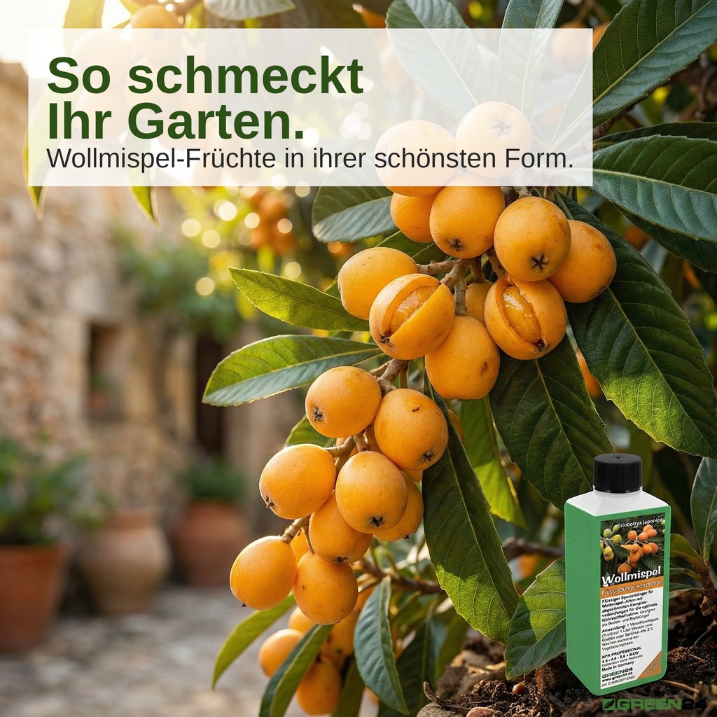 Nahaufnahme von reifen, saftigen Wollmispel-Früchten am Baum nach der Düngung.