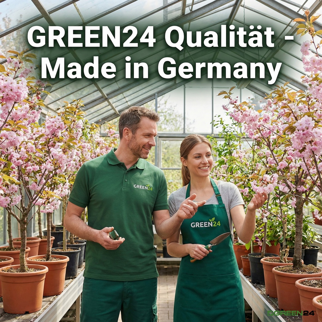 Düngung und ein Gewächshaus mit blühenden japanischen Zierkirschen, Qualität Made in Germany