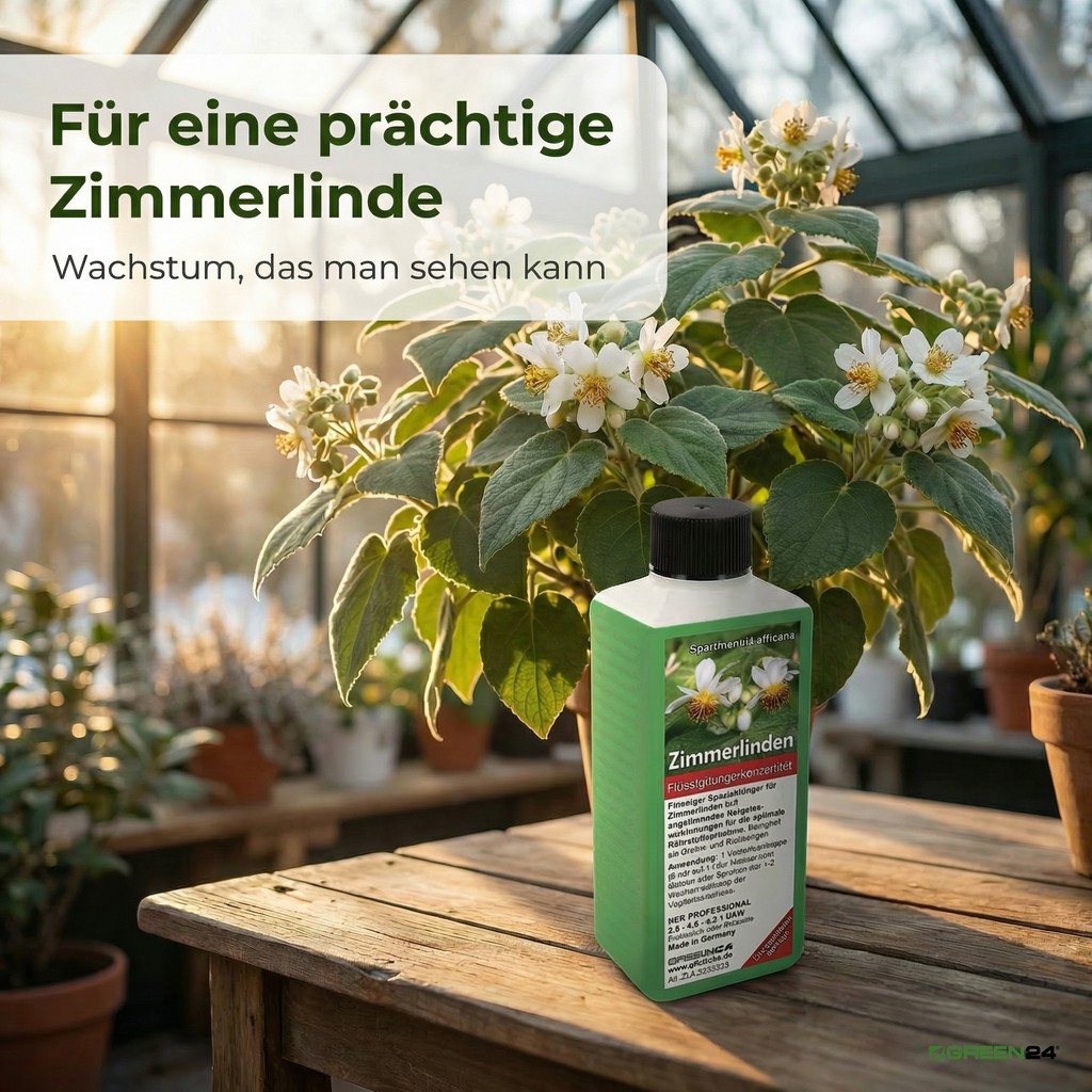 GREEN24 Zimmerlinde Dünger, Wintergarten mit einer blühenden Sparmannia africana Zimmerlinde mit weißen Blüten