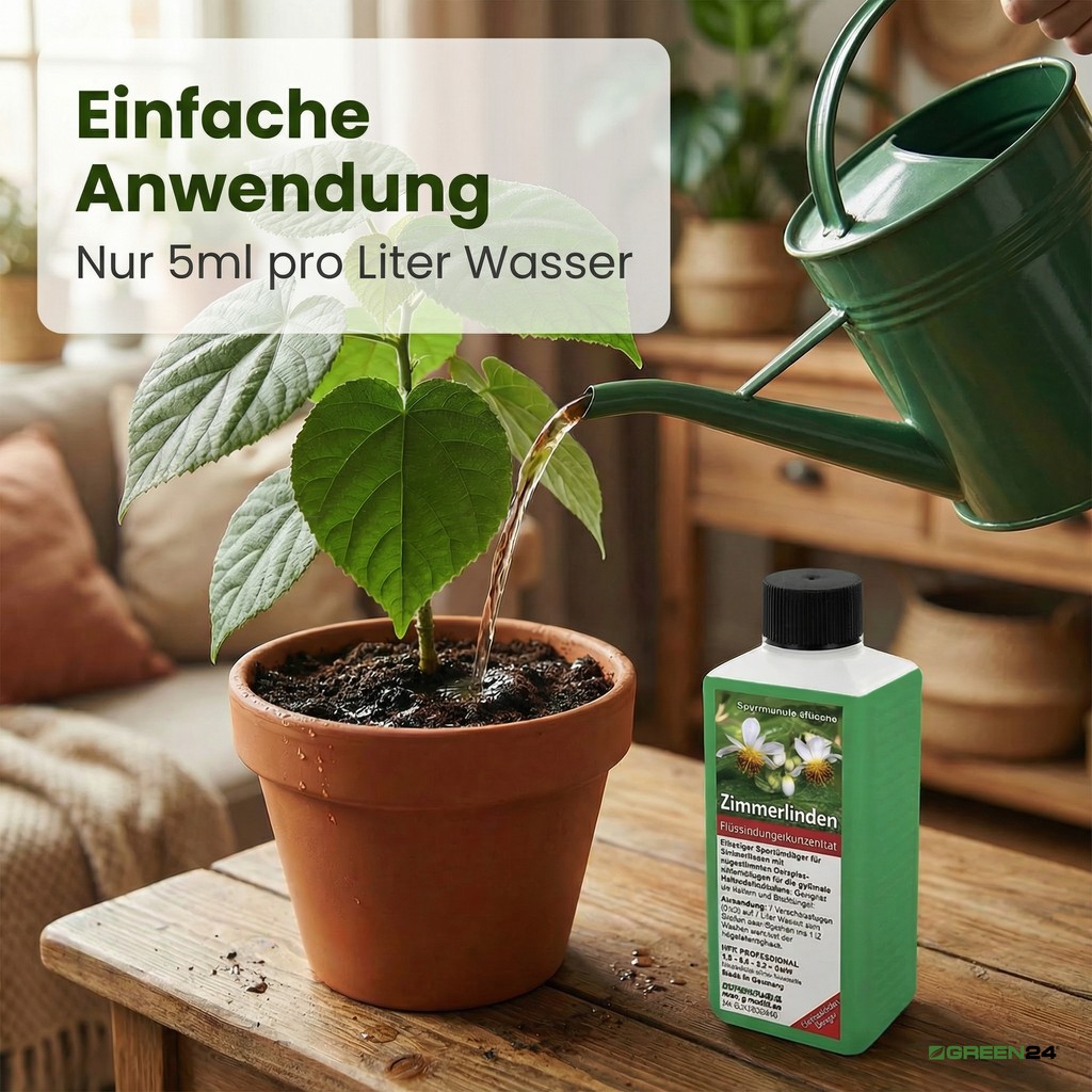 Anwendung von GREEN24 Zimmerlinde Dünger, Düngerlösung in den Topf einer Zimmerlinde