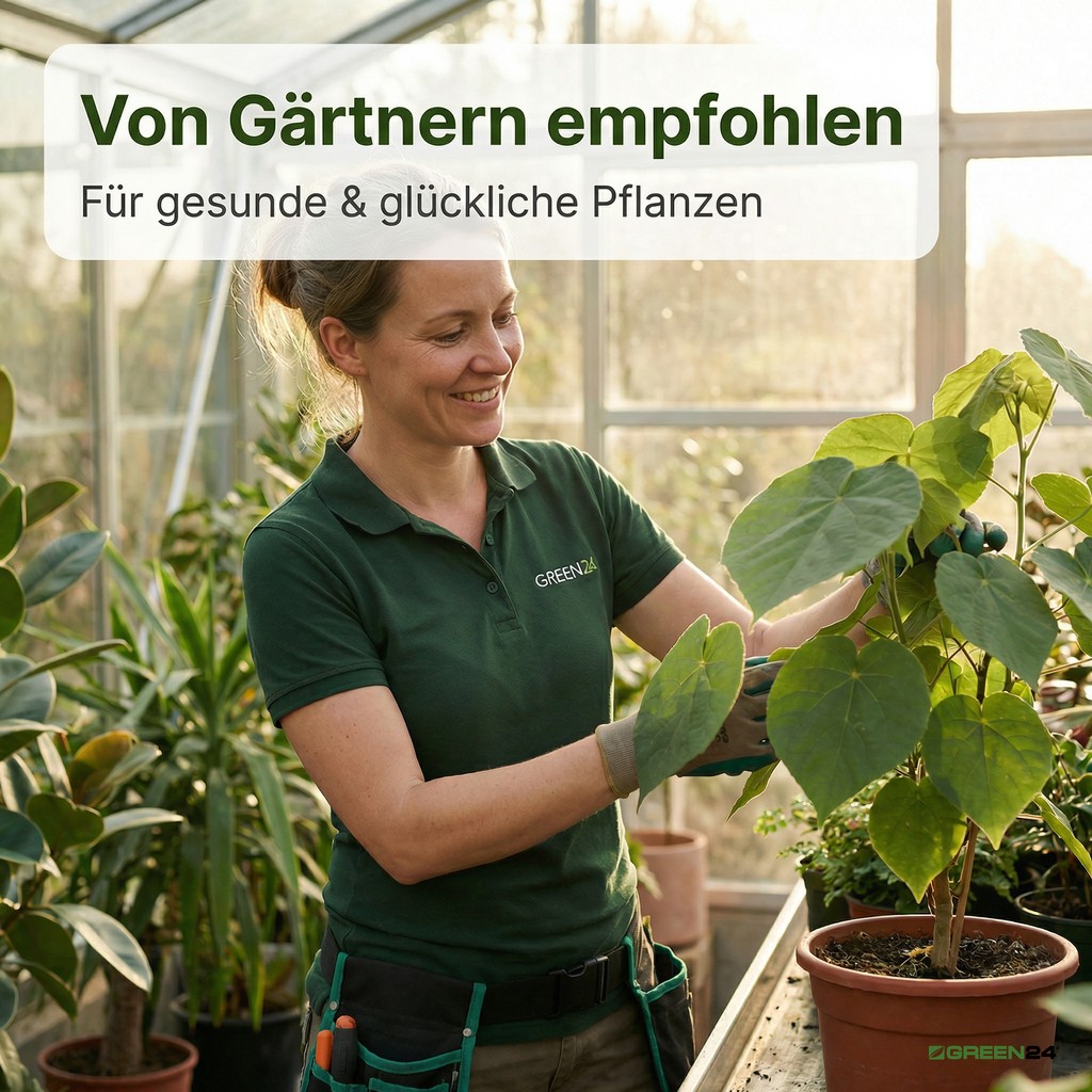 Sparmannia africana Zimmerlinde in einem hellen Gewächshaus