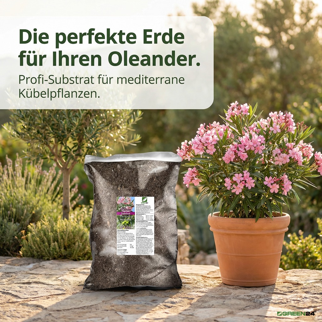 Oleander-Oliven-Erde für eine blühenden Oleander-Kübel
