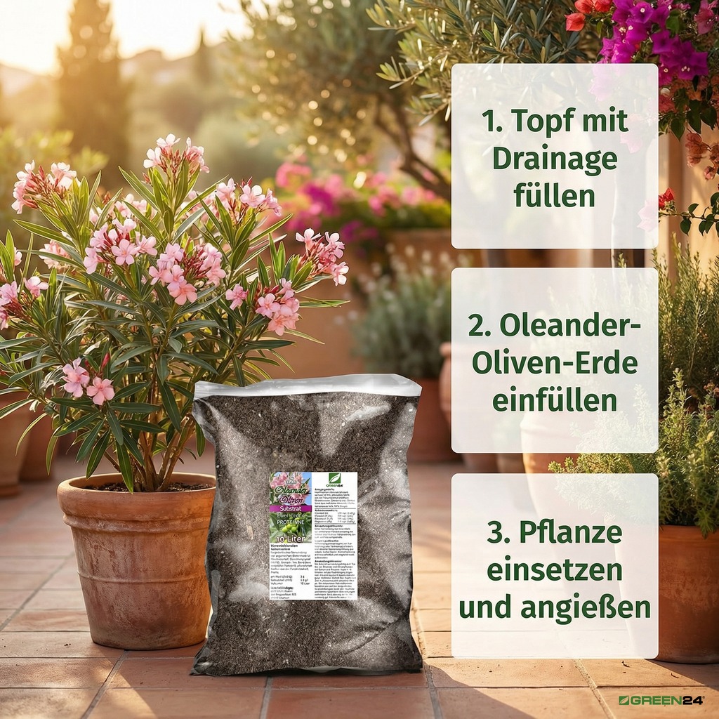Schritt-für-Schritt-Anleitung zum Umtopfen mit Oleander-Oliven-Erde