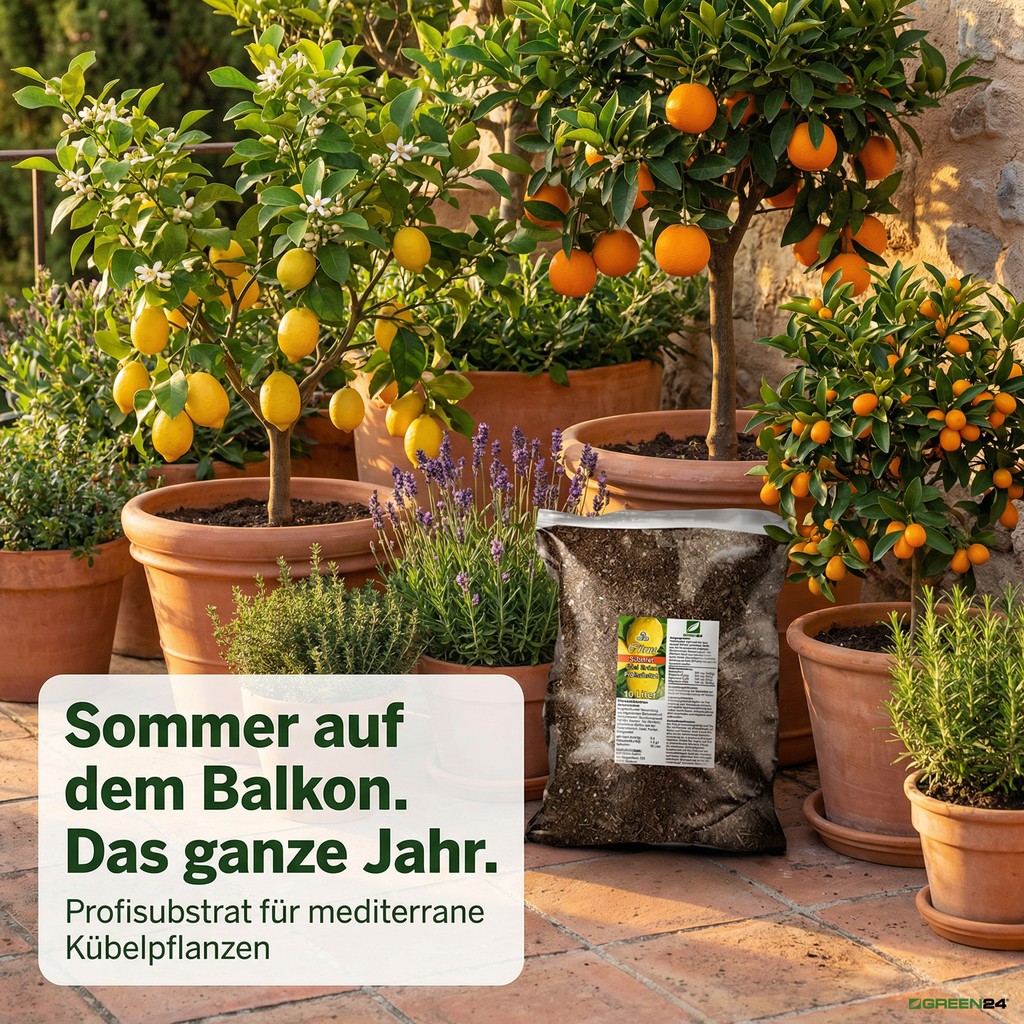 Zitruspflanzenerde für üppige mediterrane Kübelpflanzen