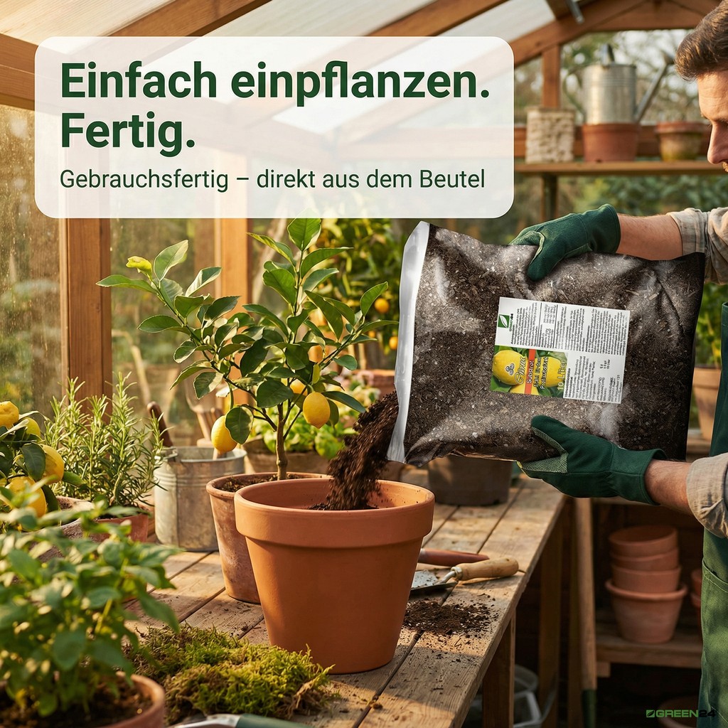 Zitruspflanzenerde im Topf beim Einpflanzen einer Zitronenpflanze