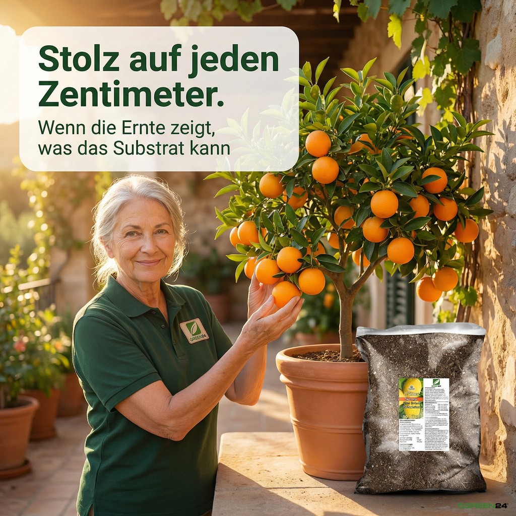 Üppiger Orangenbaum im Kübel, dank der Zitruspflanzenerde