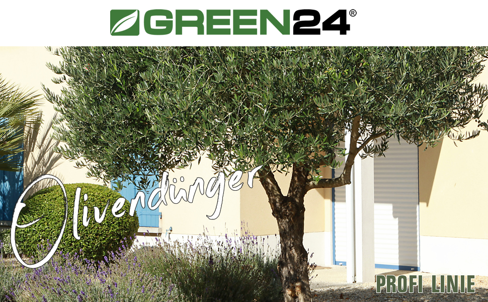 Olea