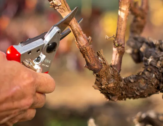 FELCO 6 Garten-Rebschere – Die perfekte Damenschere für kleine Hände und präzise Schnitte