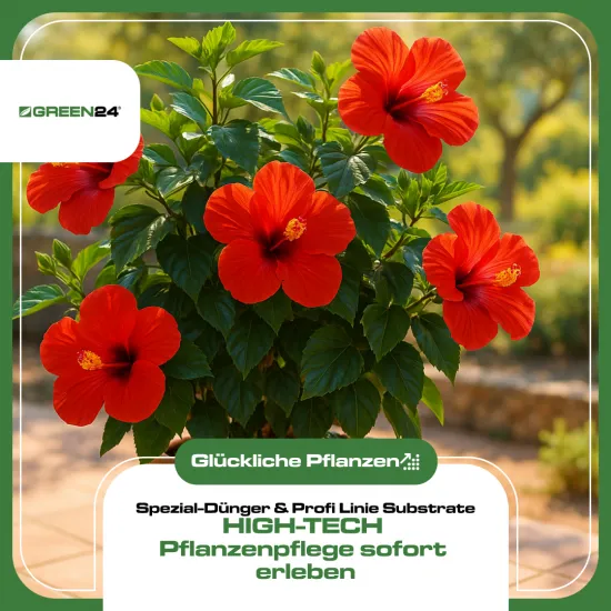 Hibiskus-Dünger 250ml – Spezial-Flüssigdünger für alle Hibiskus-Arten (Garten & Zimmer) | Fördert üppige Blüten, verhindert gelbe Blätter & sorgt für kräftiges Wachstum | NPK Profi-Pflege für Hibiscus