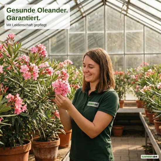 Oleanderdünger flüssig – 250ml Spezialdünger für Nerium Oleander NPK | Für mediterrane Blütenpracht & kräftiges Wachstum | Professionelle Oleander-Pflege
