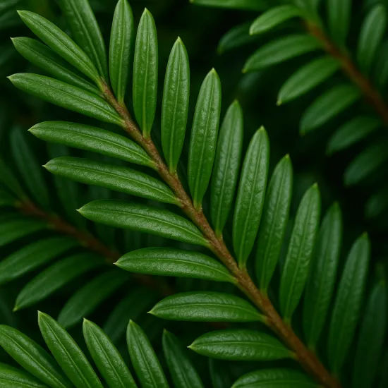 Eiben-Dünger – 250ml Spezialdünger für Taxus baccata | Für perfekte Formschnitte & Schlossgarten-Eleganz | Ideal für alle Eiben-Hecken & Topiary-Kunstwerke