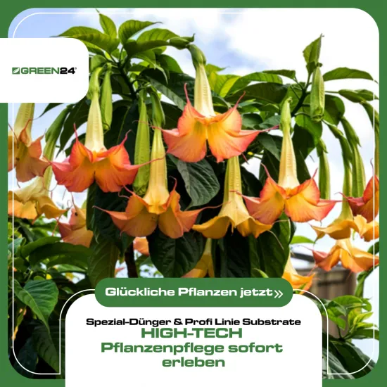 Angels Trumpet Fertiliser, 250ml, Special Liquid Feed for Brugmansia & Datura, promotes extreme blossom, intense fragrance & vigorous growth, for all Angels Trumpet species