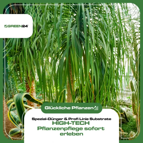 Elefantenfuß Dünger 250ml | Spezial-Flüssigdünger für Beaucarnea recurvata | Für dicken Caudex, kräftigen Wuchs & sattgrüne Blätter | Sukkulenten- & Flaschenbaum-Pflege