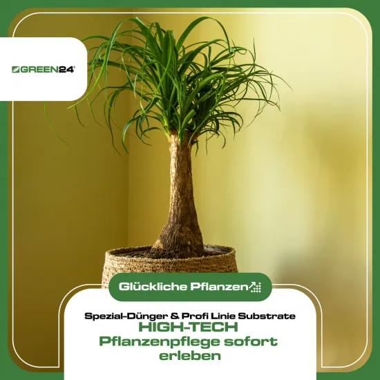 Elefantenfuß Dünger 250ml | Spezial-Flüssigdünger für Beaucarnea recurvata | Für dicken Caudex, kräftigen Wuchs & sattgrüne Blätter | Sukkulenten- & Flaschenbaum-Pflege